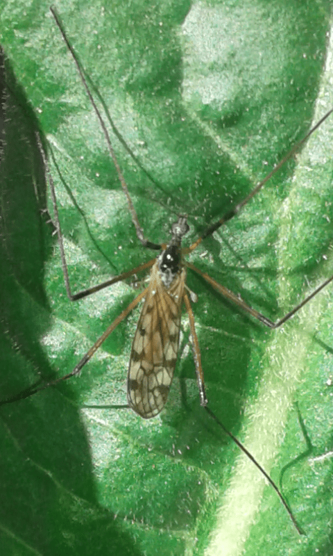 Limoniidae : Limonia sp.?